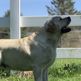 Sparkey  - Labrador Retriever