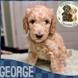 George - Apricot male Goldendoodle puppy in Pasadena, Texas from Toledo Creek Doodles