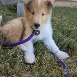 Collie Puppies from Curtain Call Collies