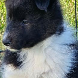 Teddy - Black and white male Shetland Sheepdog puppy in Luray, Missouri from Krayola Shelties