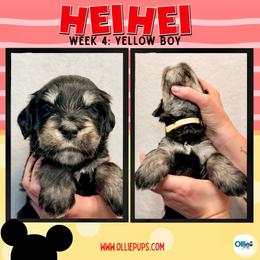 Hei Hey (Yellow) - male Golden Mountain Doodle puppy in Boiling Springs, South Carolina from OlliePups, LLC