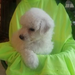 Bichon Frises from Catherine's Bichon Frise