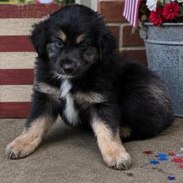 Blaze - Black tri-color male Australian Shepherd puppy in Harrah, Oklahoma from Kamm's Aussies