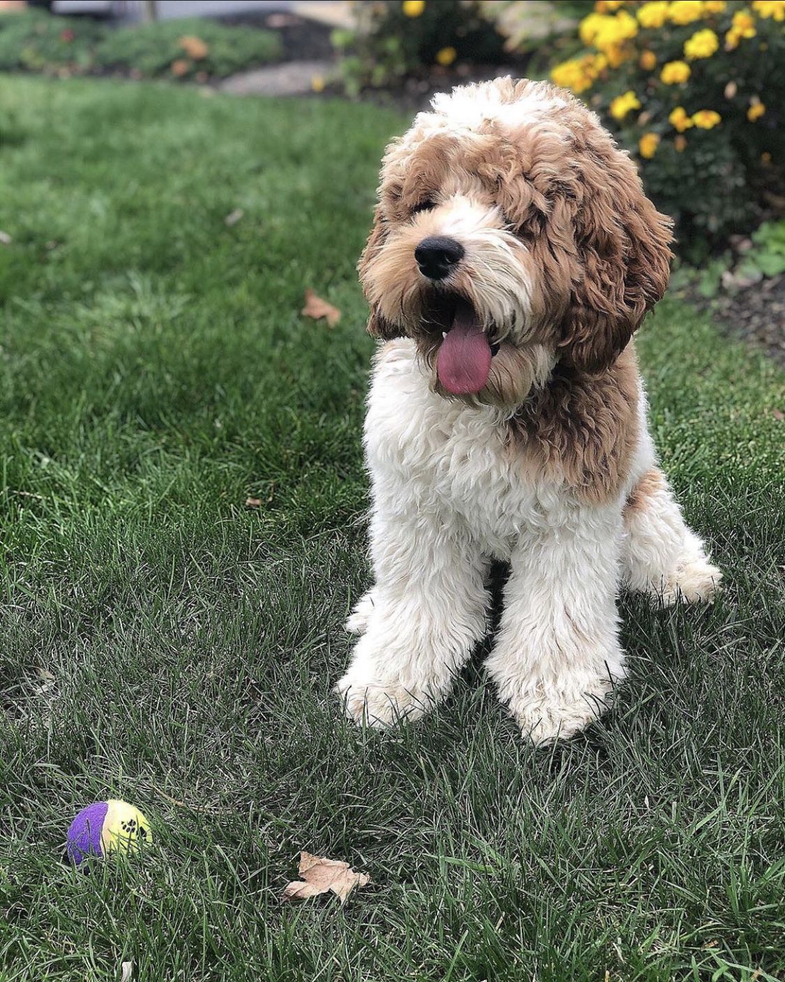 Cooper Family Cockapoos in Pennsylvania | Cockapoo puppies | Good Dog