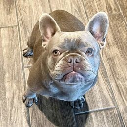 French Bulldogs from Poshbullies