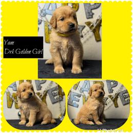 Yam - Dark golden female Golden Retriever puppy in Touchet, Washington from Northwest Rainbow Aussies and Golden Retrievers