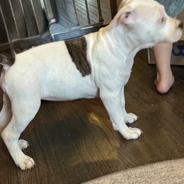 Lily - Black American Staffordshire Terrier puppy in Fort Worth, Texas from Josiah Carter