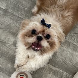 Teresita - Shih Tzu