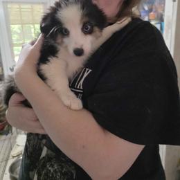 Molokai - Black tri male Miniature Australian Shepherd puppy in Goode, Virginia from Furner Farms