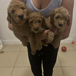 Goldendoodle Puppies from Darling Doodles