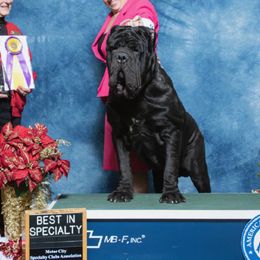 Neapolitan Mastiffs from il Drago Kennels