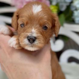 Whiskey - Apricot male Cavapoo puppy in Arlington, Texas from Van Haselen Poodles and Doodles