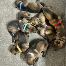 German Shepherd Puppies from Elite Haus K9