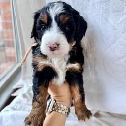 Poppy. (Baby pink) - Tri-color female Bernedoodle puppy in Midland, Texas from Southern Oak Breeders LLC