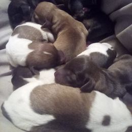 Miniature Schnauzers from Husley Farms