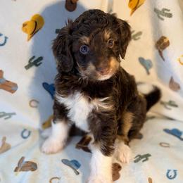 Girl2 - Red tri-color female Aussiedoodle puppy in Liberty, Texas from Poodles and Doodles Most Excellent Adventures