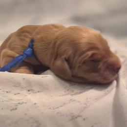 Blue - Dark golden male Golden Retriever puppy in Taft, Tennessee from McGraw's Fetching Pups