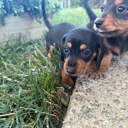 Puppy one - Black and tan male Dachshund puppy in Anderson, California from FiveThreeZeroMiniDachshunds