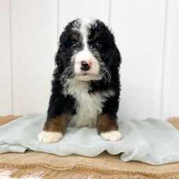 Boy 1 - Black tri-color male Aussiedoodle puppy in Omro, Wisconsin from Crystal Ridge Doodles