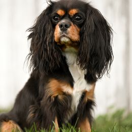 Charlotte - Cavalier King Charles Spaniel