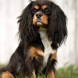 Charlotte - Cavalier King Charles Spaniel