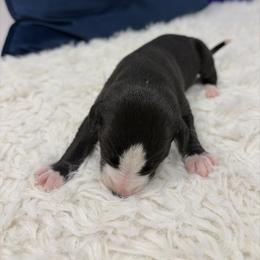 Stuffing - Black male Whippet puppy in Fort Myers, Florida from Rainbow Whippets