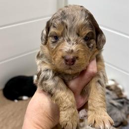 Owala - Brown merle female Aussiedoodle puppy in Heber City, Utah from Junipersdoodles
