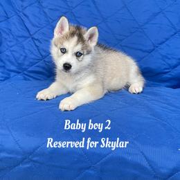 Baby boy 2 - Gray and white male Siberian Husky puppy in Ocala, Florida from Florida Husky Puppies
