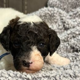 Toad - Phantom male Poodle puppy in Huntsville, Alabama from Flint River Poodles