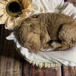 Goldendoodle Puppies from Zany Doodlez