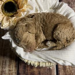 Goldendoodle Puppies from Zany Doodlez