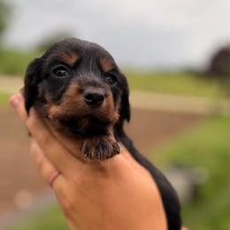 Anne - Black and tan female Dachshund puppy in Conway, Missouri from Ozark Mountain Kennel