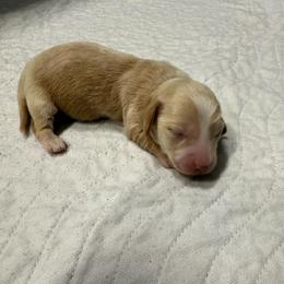 Elsa - Cream female Dachshund puppy in Marshfield, Missouri from Hilltop Kennel LLC