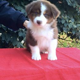 Australian Shepherd Puppies from Smoky Mountain Aussies