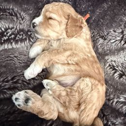 Boy 3 - Apricot male Cavapoo puppy in Nampa,, Idaho from Clig Doodle Days