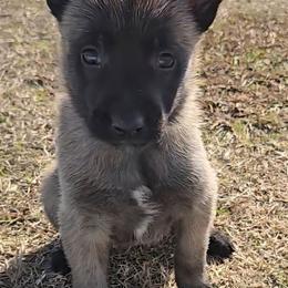 Indy's Yellow - Mahogany female Belgian Malinois puppy in Berry, Alabama from North River k9