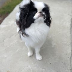 Mustachio - Japanese Chin
