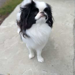 Mustachio - Japanese Chin