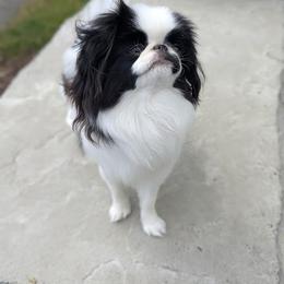 Mustachio - Japanese Chin
