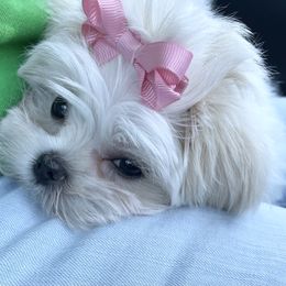 Maltese and Yorkshire Terrier Puppies from Precious Paws Maltese and Yorkies