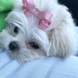 Maltese and Yorkshire Terrier Puppies from Precious Paws Maltese and Yorkies