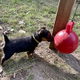 Australian Terrier Puppies from Firewalker Australian Terriers