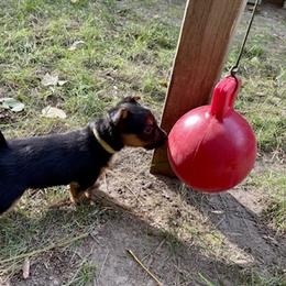 Australian Terrier Puppies from Firewalker Australian Terriers