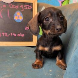 Blitzen - Wild boar female Dachshund puppy in Livingston, Kentucky from Illyria Dox & GSD