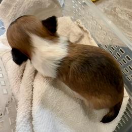 Riley - Red and white female Chihuahua puppy in Choctaw, Oklahoma from Savvy Chihuahuas of Oklahoma