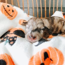 Dachshund Puppies from Mill Creek Dachshunds