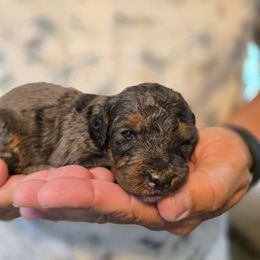 Brooks - Merle male Bernedoodle puppy in Blanco, Texas from Texas Hill Country Sheepadoodles & Bernedoodles