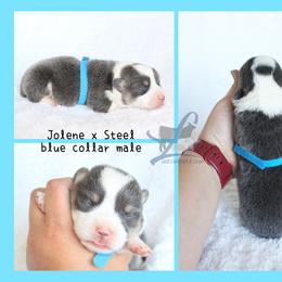 Blue collar male - Blue male Pembroke Welsh Corgi puppy in Wayne City, Illinois from Lash Livestock & Corgis