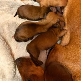 Sydnie - Sable female Dachshund puppy in Madisonville, Texas from Little B’s Dachshund Farm