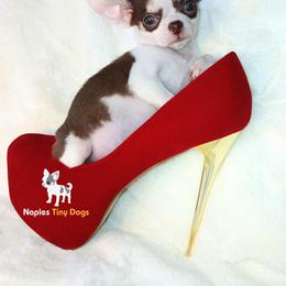 Chihuahua Puppies from Naples Tiny Dogs